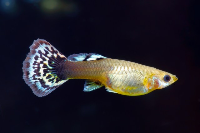 shutterstock_175878182